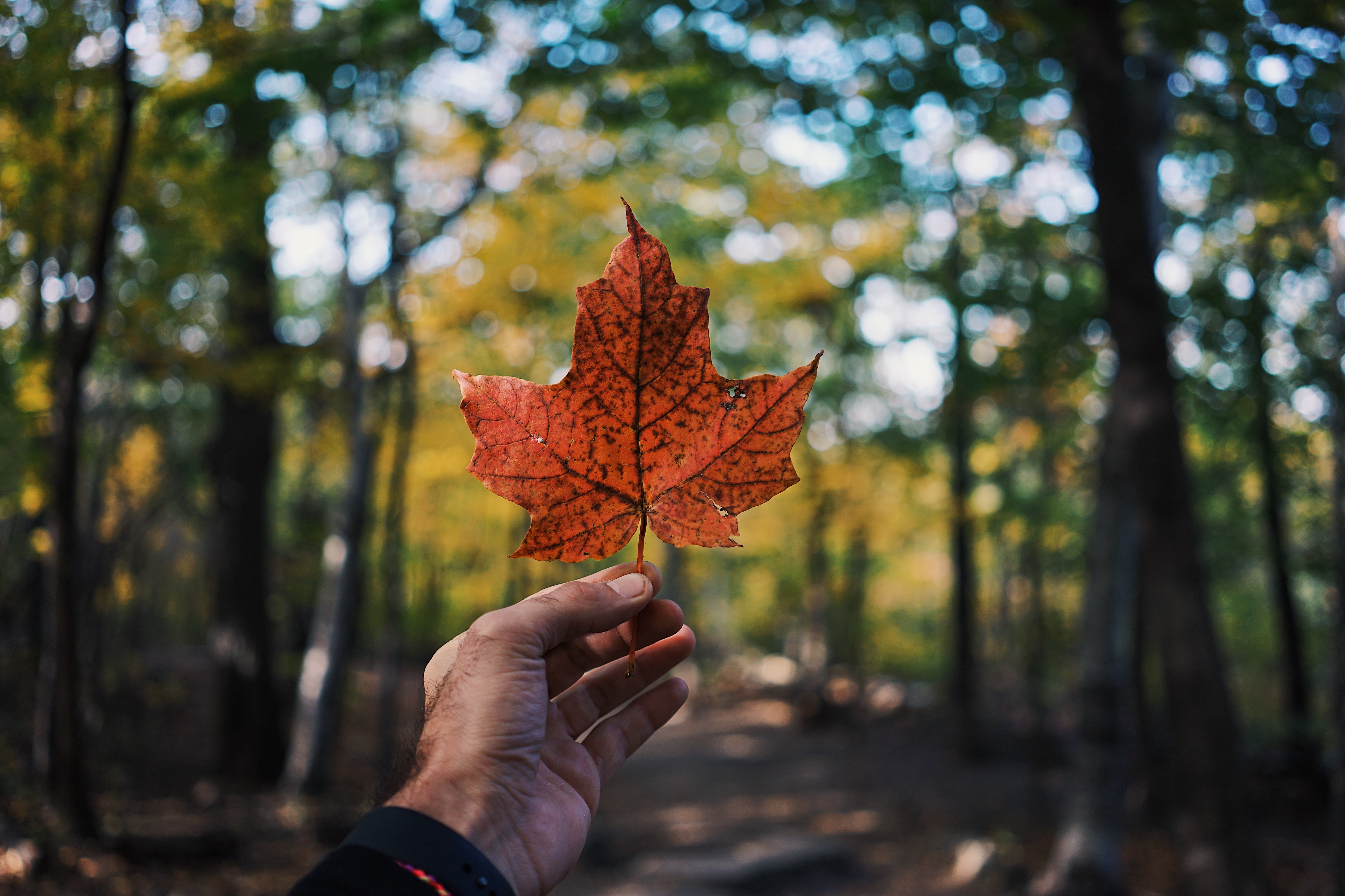 El maple como simbolo representativo de Canadá 

